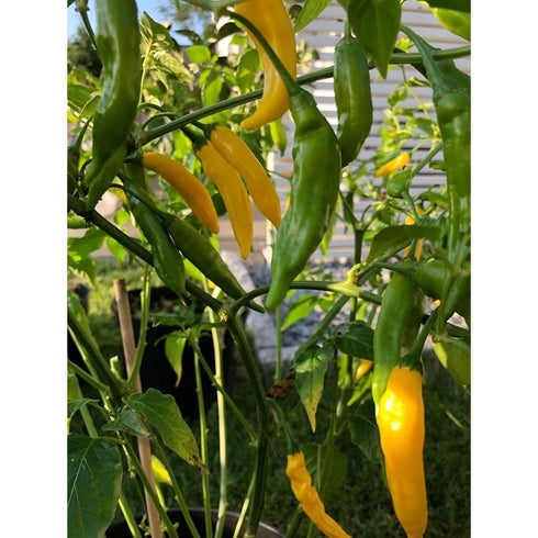 Aji Lemondrop DSRP